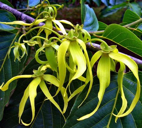 ylang ylang tree chanel no 5|Ylang.